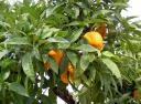 unterm Orangenbaum mit der Seele baumeln