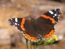 Walter schießt ein gutes Foto dieses Admirals “vanessa atalanta”