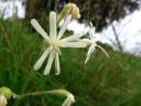 Leimkraut “silene viridiflora”