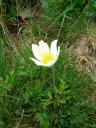 kleine Alpen-Küchenschelle “pulsatilla alpina austriaca” unter der Thurner Alm