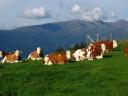 Almstimmung am Zettersfeld, aber im Hintergrund rattert der Sessellift, der die Ausflügler hinaufhieft zum Steinermandl