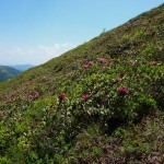 An den Nordostflanken blühen noch die Alpenrosen