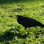 Der Regenwurm hat keine Chance