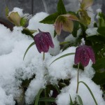 Schachbrettblume und Schneerose